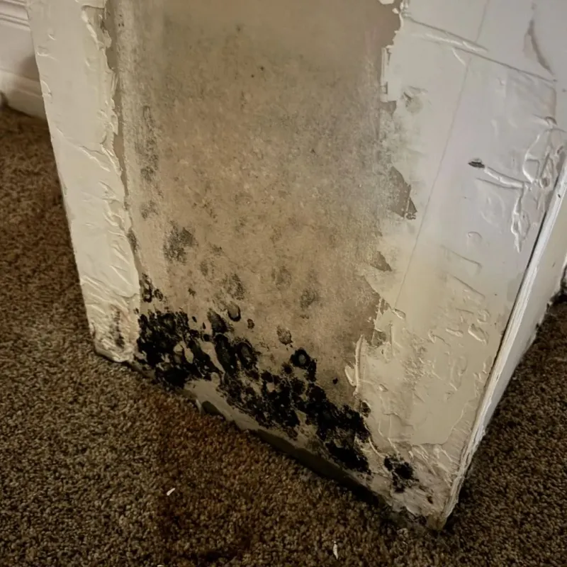 Professional Mold Removal in Bangor Trident Base, WA